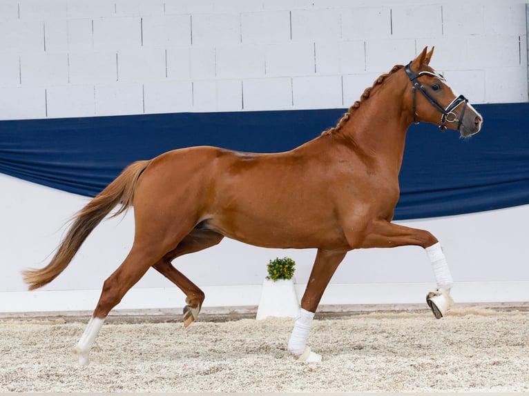 Duitse rijpony Hengst 2 Jaar 146 cm Vos in Marsberg