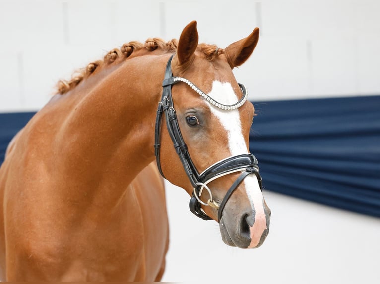 Duitse rijpony Hengst 2 Jaar 146 cm Vos in Marsberg