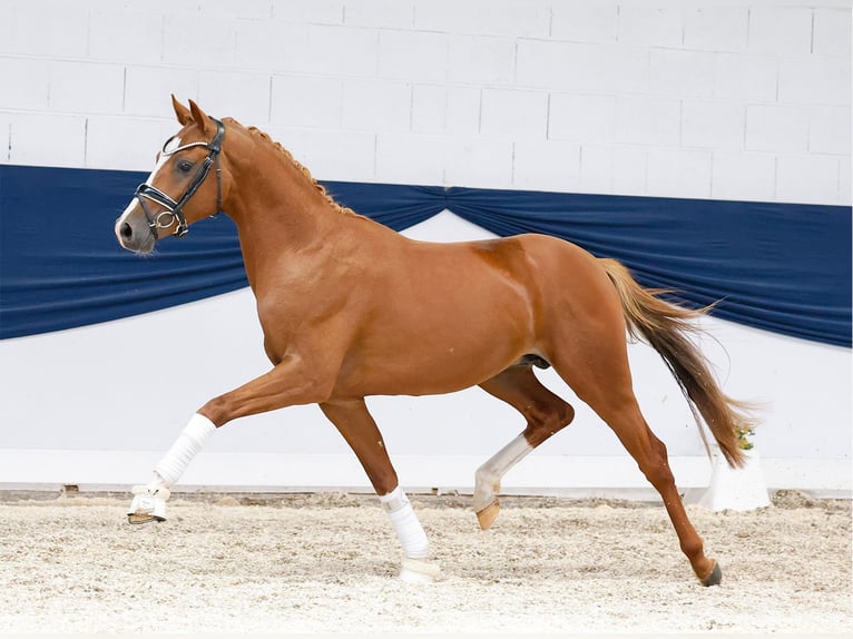 Duitse rijpony Hengst 2 Jaar 146 cm Vos in Marsberg