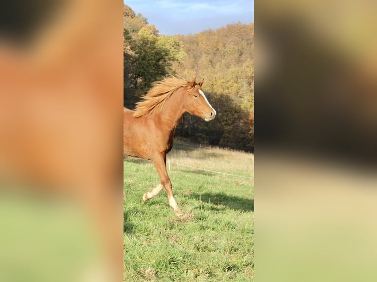 Duitse rijpony Hengst 2 Jaar 146 cm Vos in Wehretal