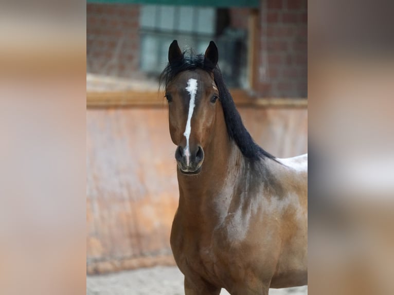 Duitse rijpony Hengst 2 Jaar 147 cm Bruin in Paderborn