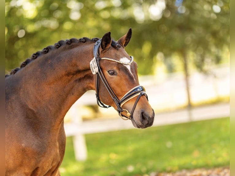 Duitse rijpony Hengst 2 Jaar 147 cm Bruin in Stuhr