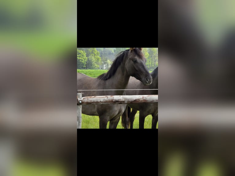 Duitse rijpony Hengst 2 Jaar 147 cm Grullo in Weilerswist