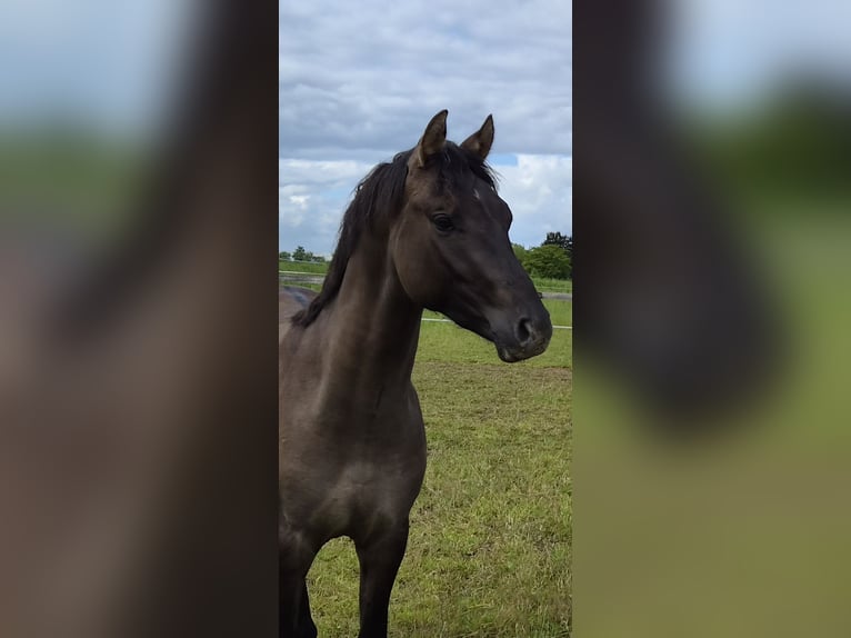 Duitse rijpony Hengst 2 Jaar 147 cm Grullo in Weilerswist