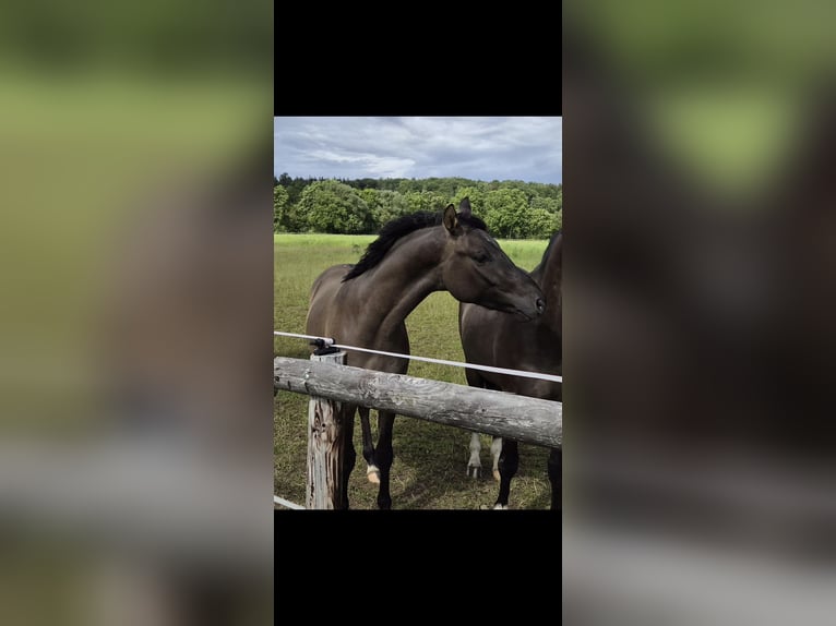 Duitse rijpony Hengst 2 Jaar 147 cm Grullo in Weilerswist