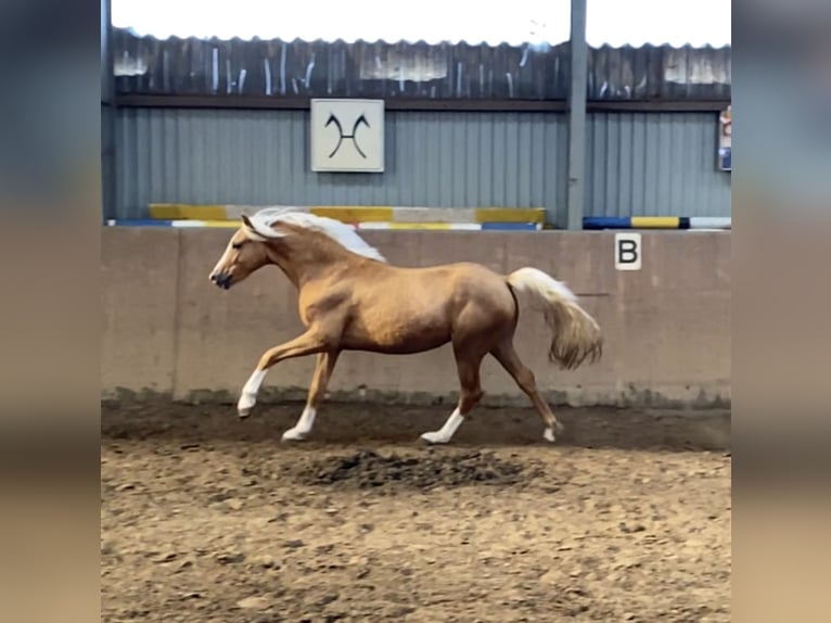Duitse rijpony Hengst 2 Jaar 147 cm Palomino in Achim