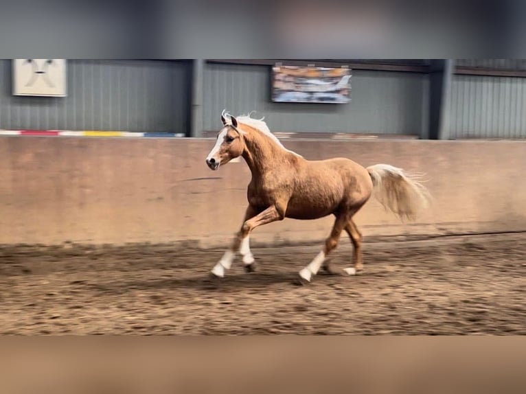Duitse rijpony Hengst 2 Jaar 147 cm Palomino in Achim