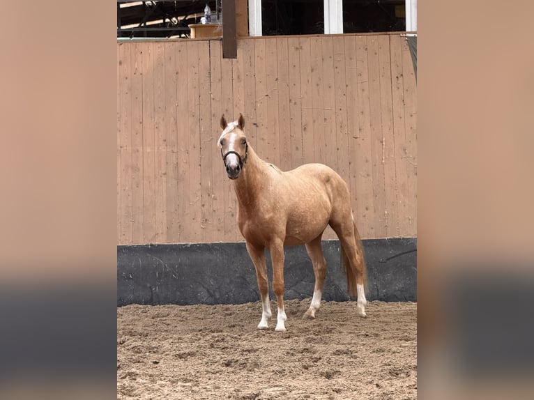 Duitse rijpony Hengst 2 Jaar 147 cm Palomino in Wegeleben