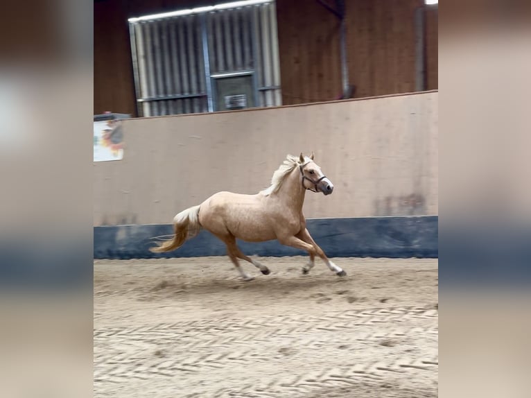 Duitse rijpony Hengst 2 Jaar 147 cm Palomino in Wegeleben