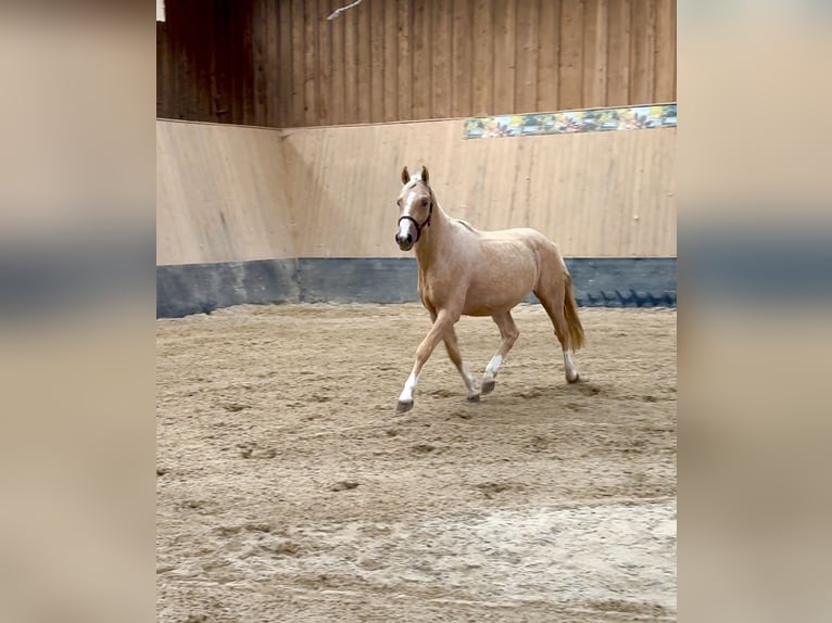 Duitse rijpony Hengst 2 Jaar 147 cm Palomino in Wegeleben