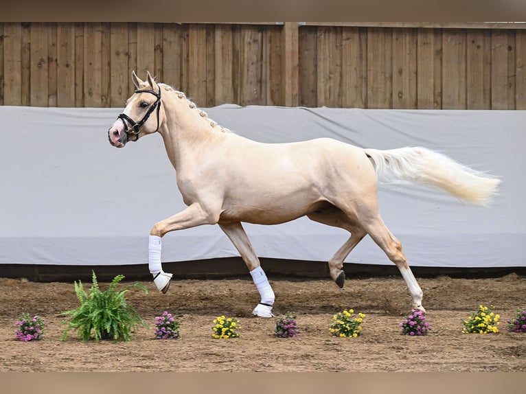 Duitse rijpony Hengst 2 Jaar 147 cm Palomino in Gomadingen