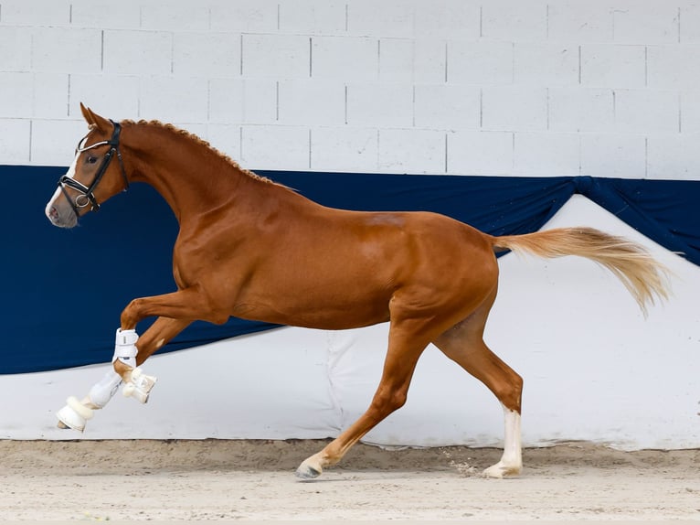 Duitse rijpony Hengst 2 Jaar 147 cm Vos in Marsberg