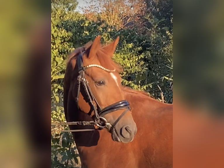 Duitse rijpony Hengst 2 Jaar 147 cm Vos in Achim