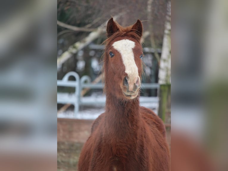 Duitse rijpony Hengst 2 Jaar 147 cm Vos in Rees