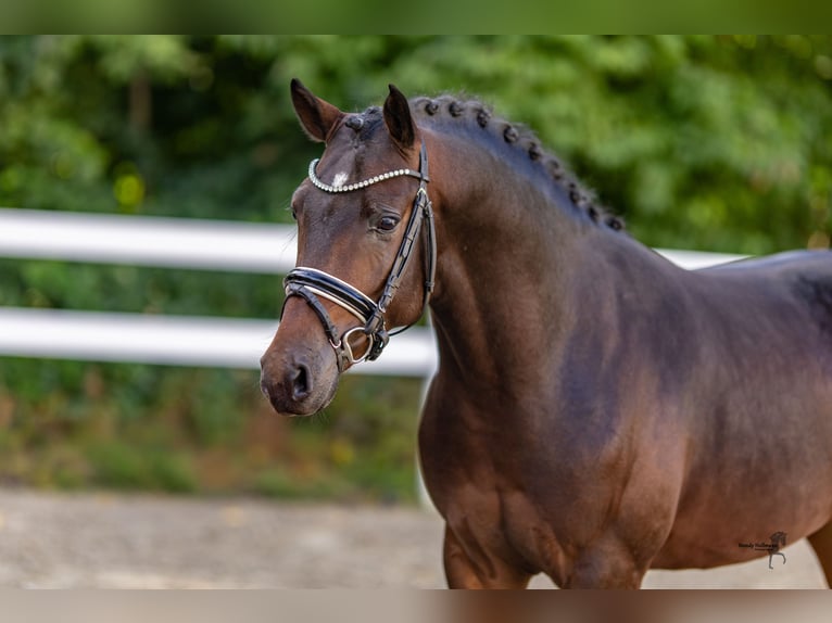 Duitse rijpony Hengst 2 Jaar 147 cm Zwartbruin in Bedburg