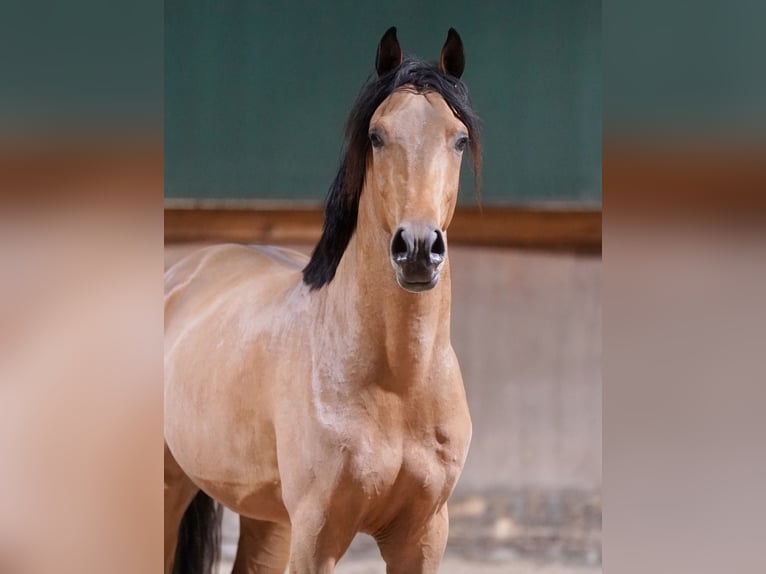 Duitse rijpony Hengst 2 Jaar 148 cm Bruin in Paderborn