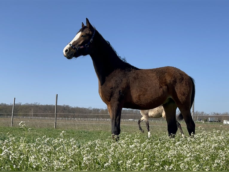 Duitse rijpony Hengst 2 Jaar 148 cm Bruin in Pitten