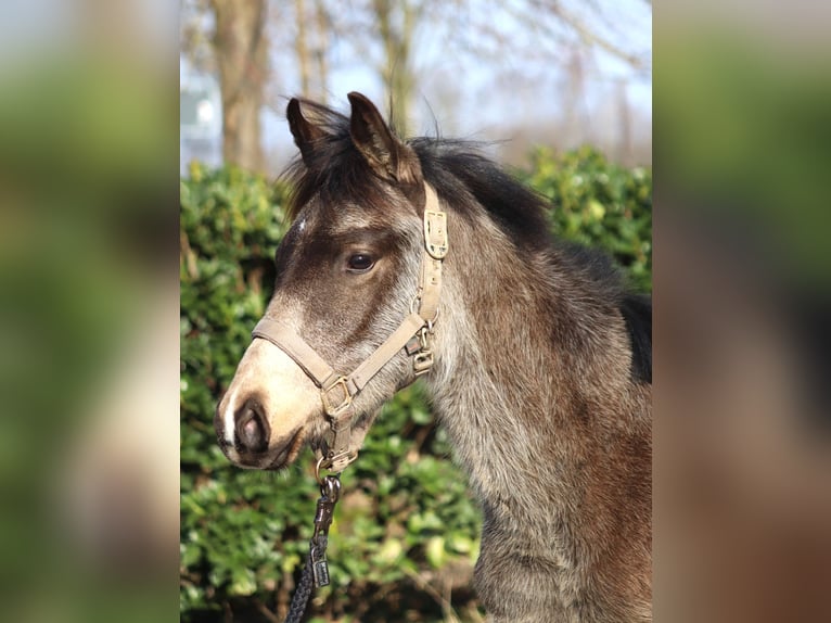 Duitse rijpony Hengst 2 Jaar 148 cm Buckskin in Selsingen