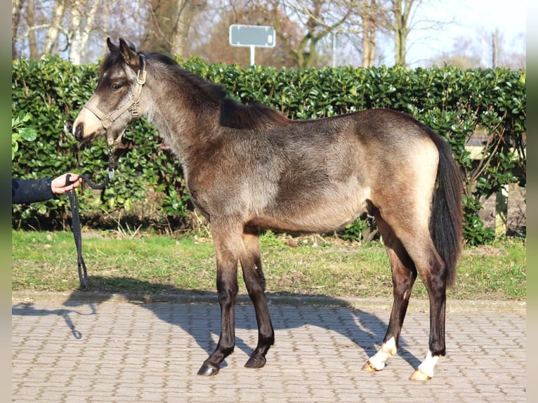 Duitse rijpony Hengst 2 Jaar 148 cm Buckskin in Selsingen