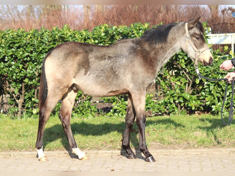 Duitse rijpony Hengst 2 Jaar 148 cm Buckskin in Selsingen
