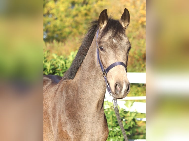 Duitse rijpony Hengst 2 Jaar 148 cm Buckskin in Selsingen