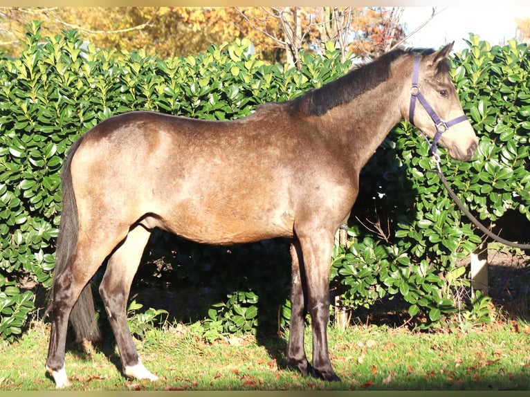 Duitse rijpony Hengst 2 Jaar 148 cm Buckskin in Selsingen