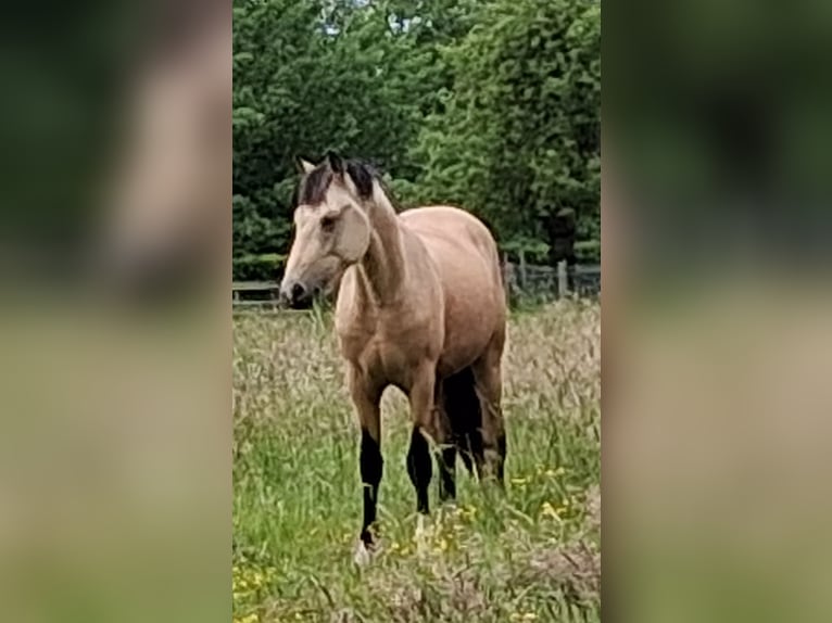 Duitse rijpony Hengst 2 Jaar 148 cm Buckskin in Welver