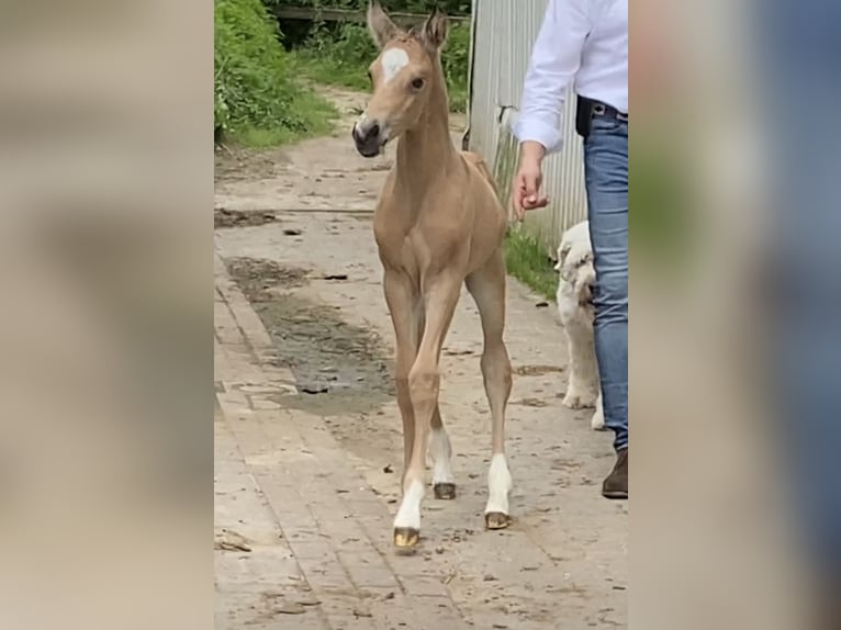 Duitse rijpony Hengst 2 Jaar 148 cm Buckskin in Achim