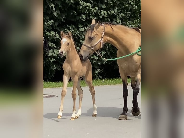 Duitse rijpony Hengst 2 Jaar 148 cm Buckskin in Achim