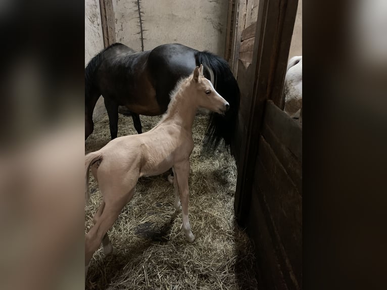 Duitse rijpony Hengst 2 Jaar 148 cm Palomino in Suhlendorf