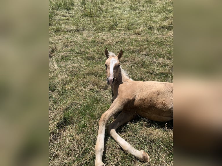 Duitse rijpony Hengst 2 Jaar 148 cm Palomino in Suhlendorf