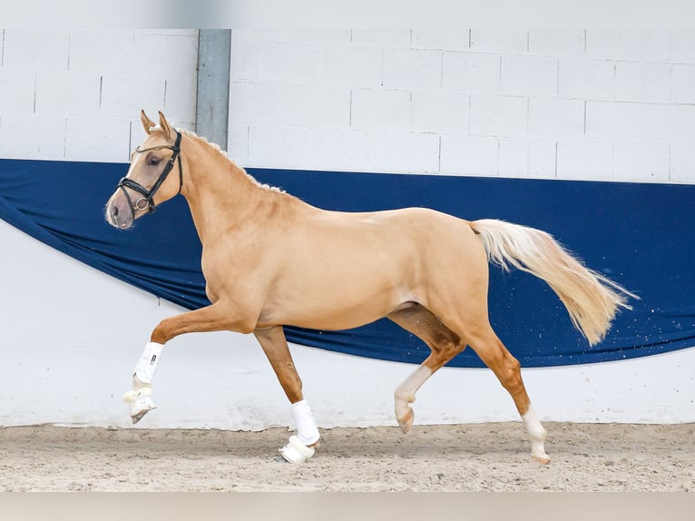 Duitse rijpony Hengst 2 Jaar 148 cm Palomino in Marsberg