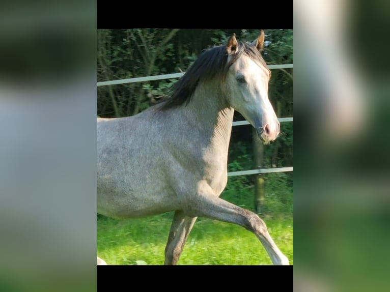 Duitse rijpony Hengst 2 Jaar 148 cm Schimmel in Emsbüren