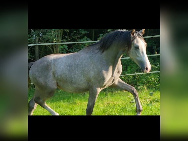 Duitse rijpony Hengst 2 Jaar 148 cm Schimmel in Emsbüren