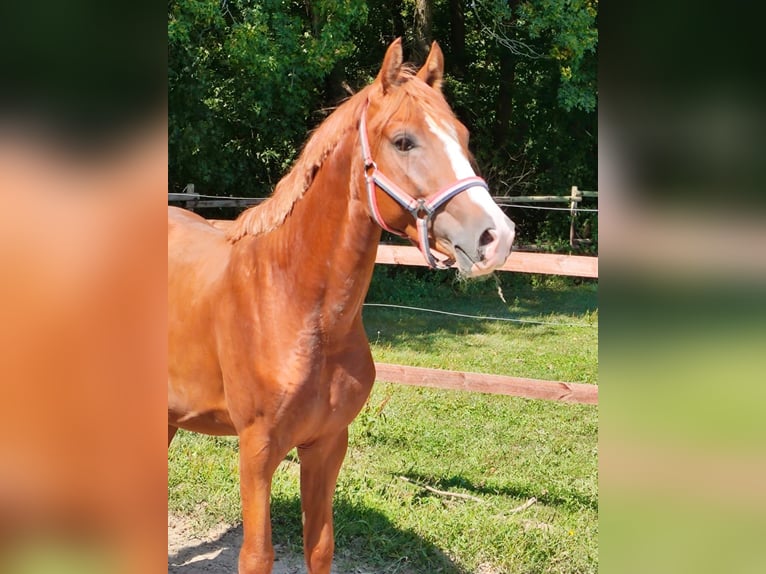 Duitse rijpony Hengst 2 Jaar 148 cm Vos in Vienenburg