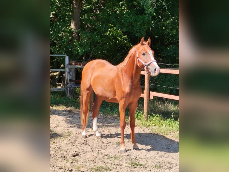 Duitse rijpony Hengst 2 Jaar 148 cm Vos in Vienenburg