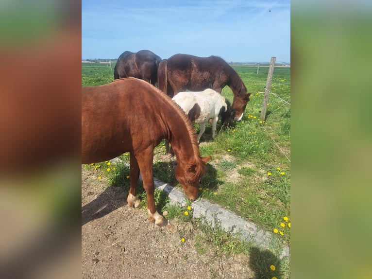 Duitse rijpony Hengst 2 Jaar 148 cm Vos in Sattledt