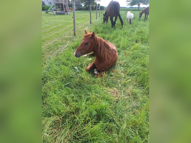 Duitse rijpony Hengst 2 Jaar 148 cm Vos in Sattledt