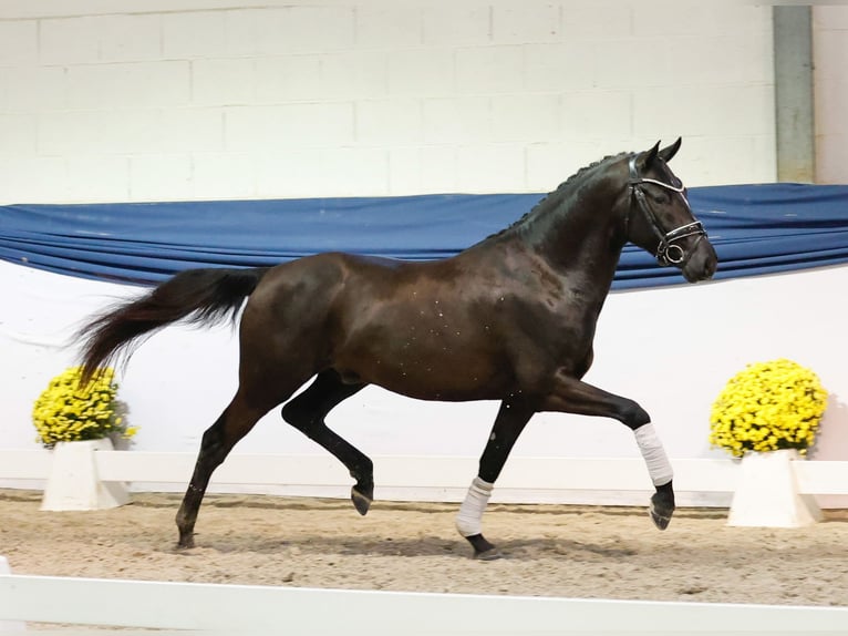 Duitse rijpony Hengst 2 Jaar 148 cm Zwart in Marsberg