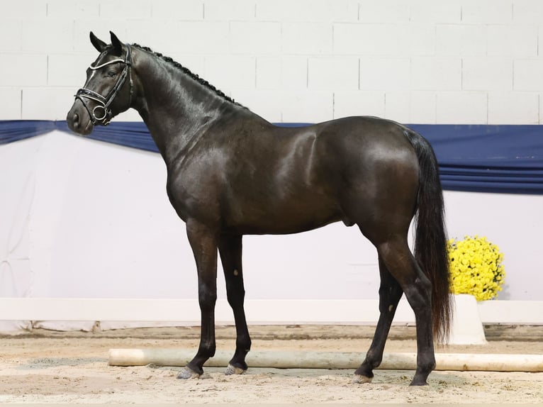 Duitse rijpony Hengst 2 Jaar 148 cm Zwart in Marsberg