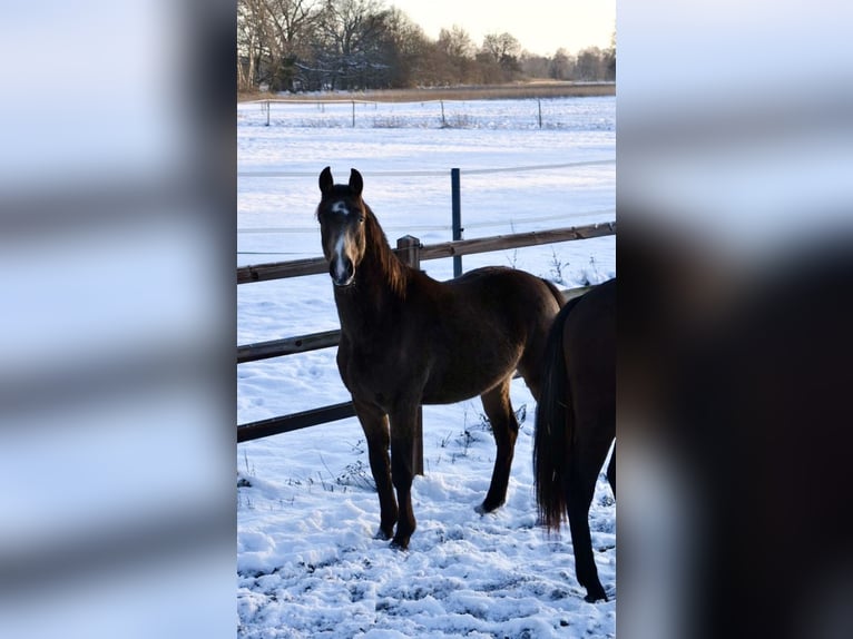 Duitse rijpony Hengst 2 Jaar 150 cm Buckskin in Klötze