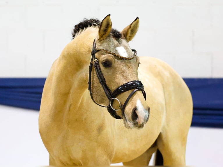 Duitse rijpony Hengst 2 Jaar 150 cm Falbe in Marsberg