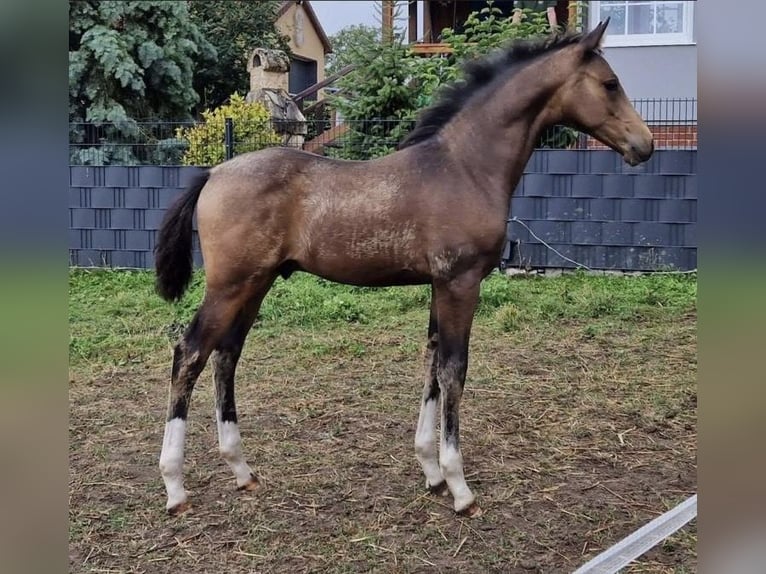 Duitse rijpony Hengst 2 Jaar 151 cm Buckskin in HemerHemer