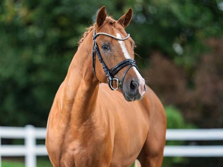 Duitse rijpony Hengst 2 Jaar 151 cm Vos in Bedburg