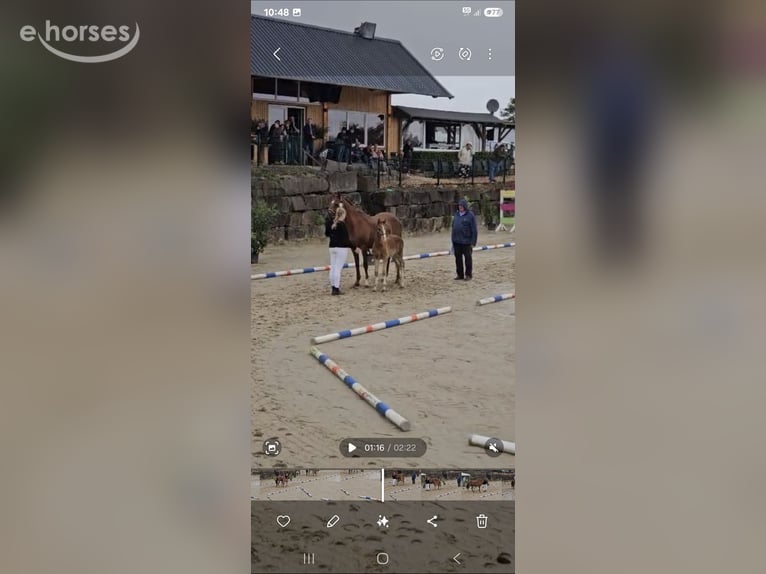 Duitse rijpony Hengst 2 Jaar 152 cm Vos in Wermelskirchen