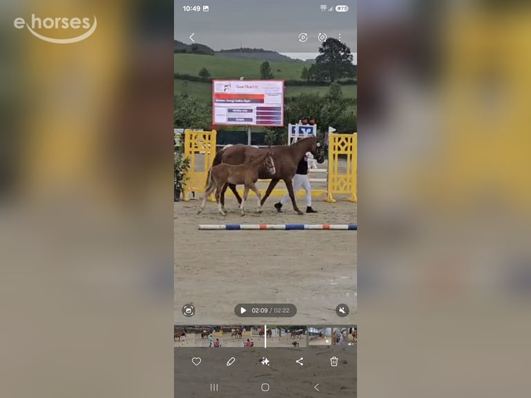 Duitse rijpony Hengst 2 Jaar 152 cm Vos in Wermelskirchen