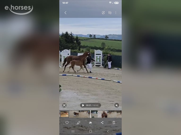 Duitse rijpony Hengst 2 Jaar 152 cm Vos in Wermelskirchen