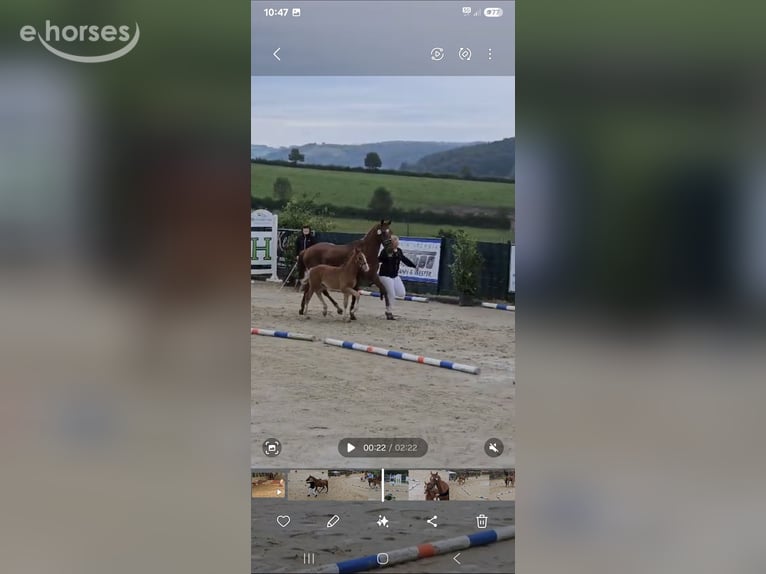 Duitse rijpony Hengst 2 Jaar 152 cm Vos in Wermelskirchen