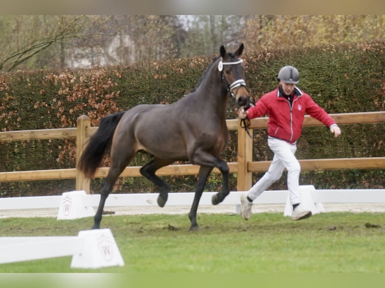 Duitse rijpony Mix Hengst 2 Jaar 154 cm Bruin in Paderborn