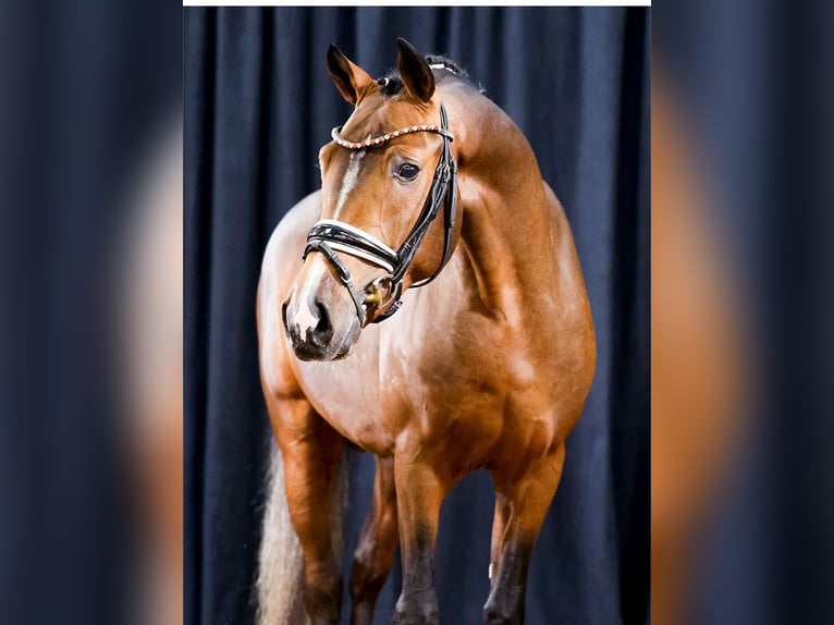 Duitse rijpony Hengst 2 Jaar Bruin in Cappeln